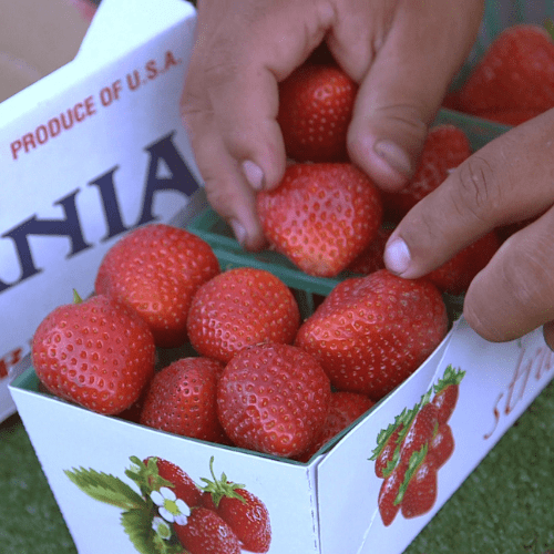 strawberries